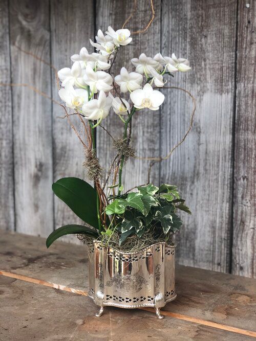 Orchid & Houseplant Design 16