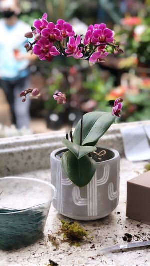 Orchid & Houseplant Design 8