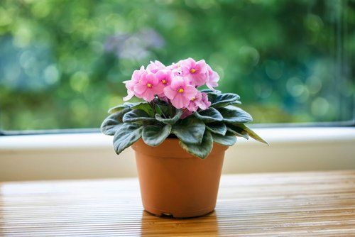 African Violet