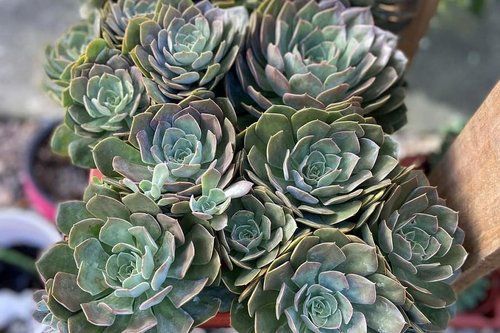 Echeveria Succulent