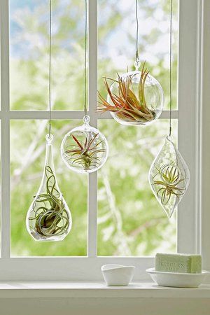 Air Plants