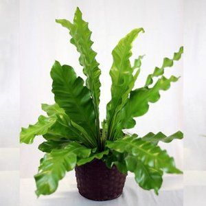 Bird's Nest Fern