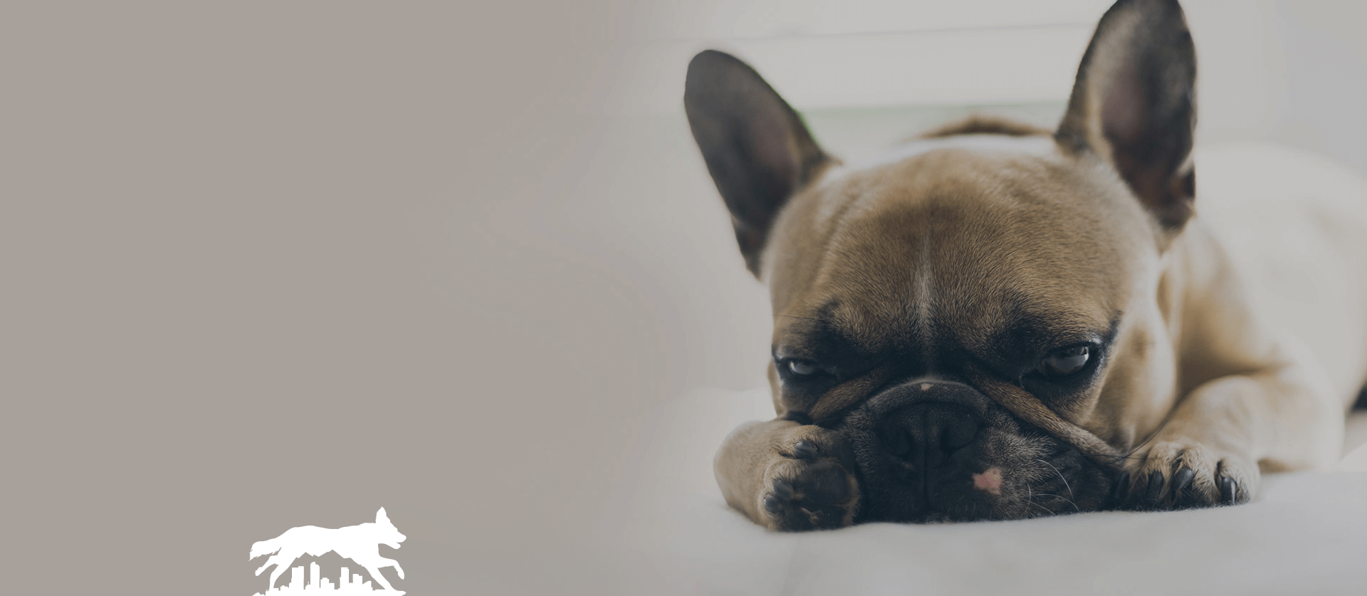 Denver Dog Walking - Bored Dog