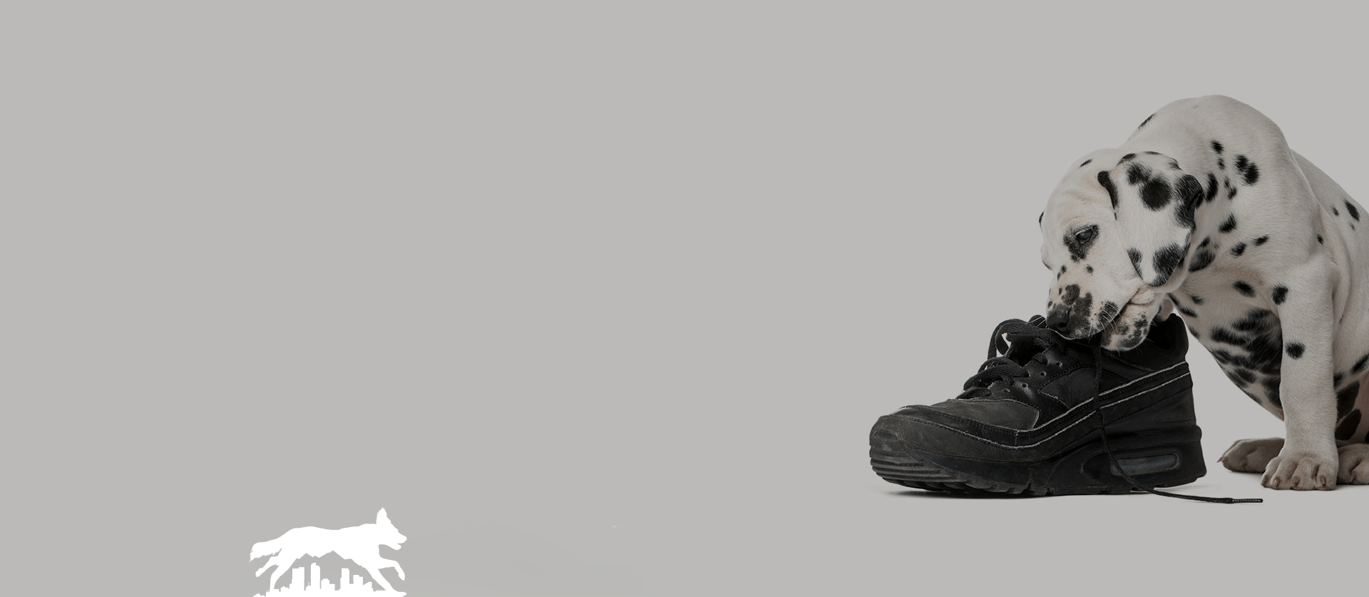 Denver Dog Training - Dog Destructive Behaviour