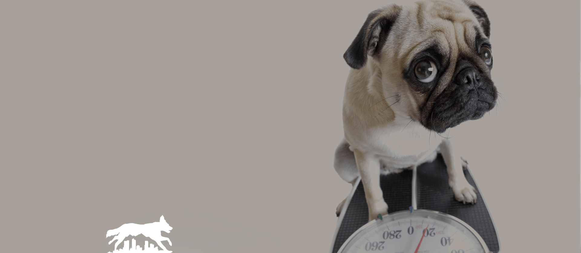 Denver Dog Walker - Overweight Dog