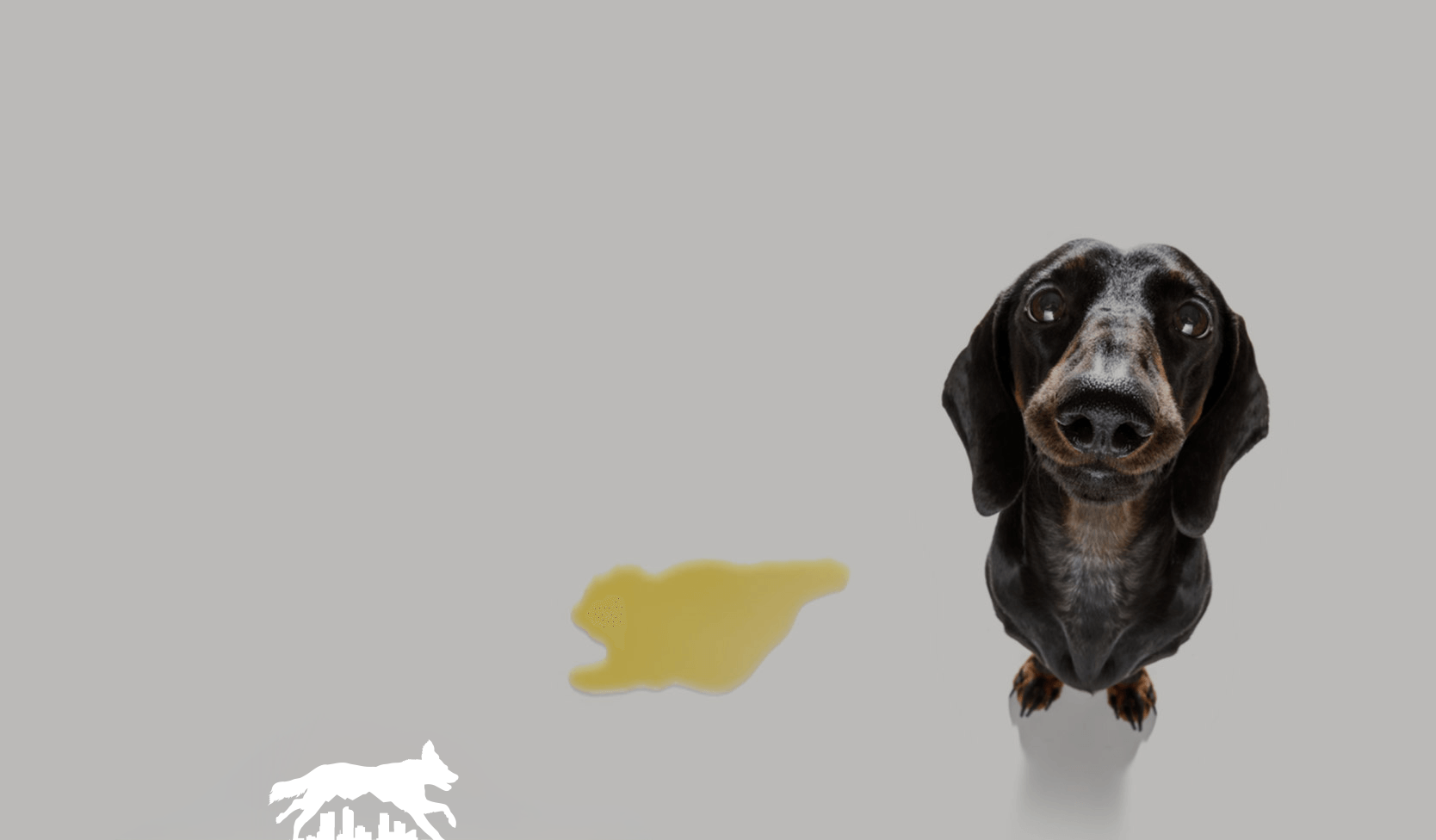 Black and tan dachshund sits beside a puddle of urine on a gray surface, looking up. A white silhouette of a dog is on the floor.