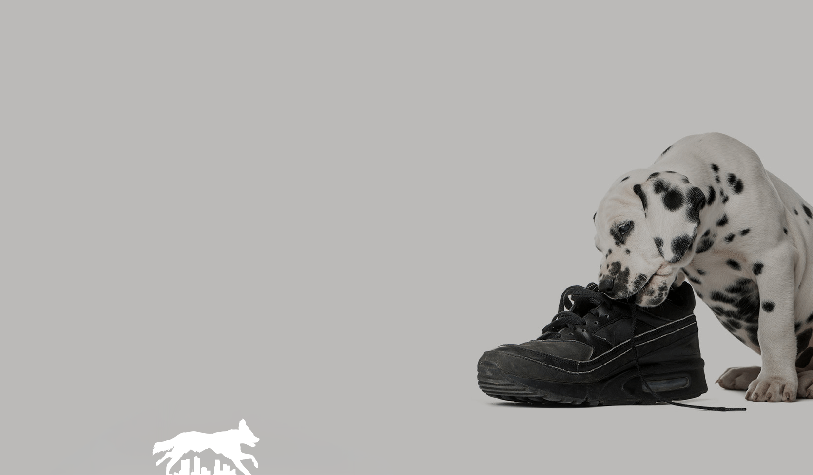 Dalmatian puppy chewing a black shoe. Gray background.