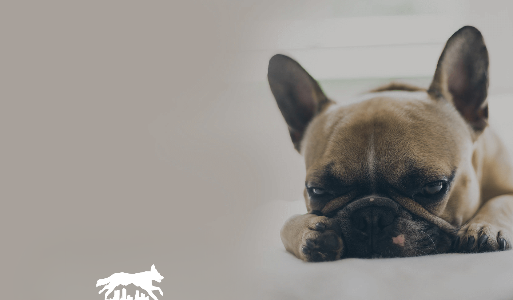 French Bulldog with brown and tan fur rests, looking at viewer.