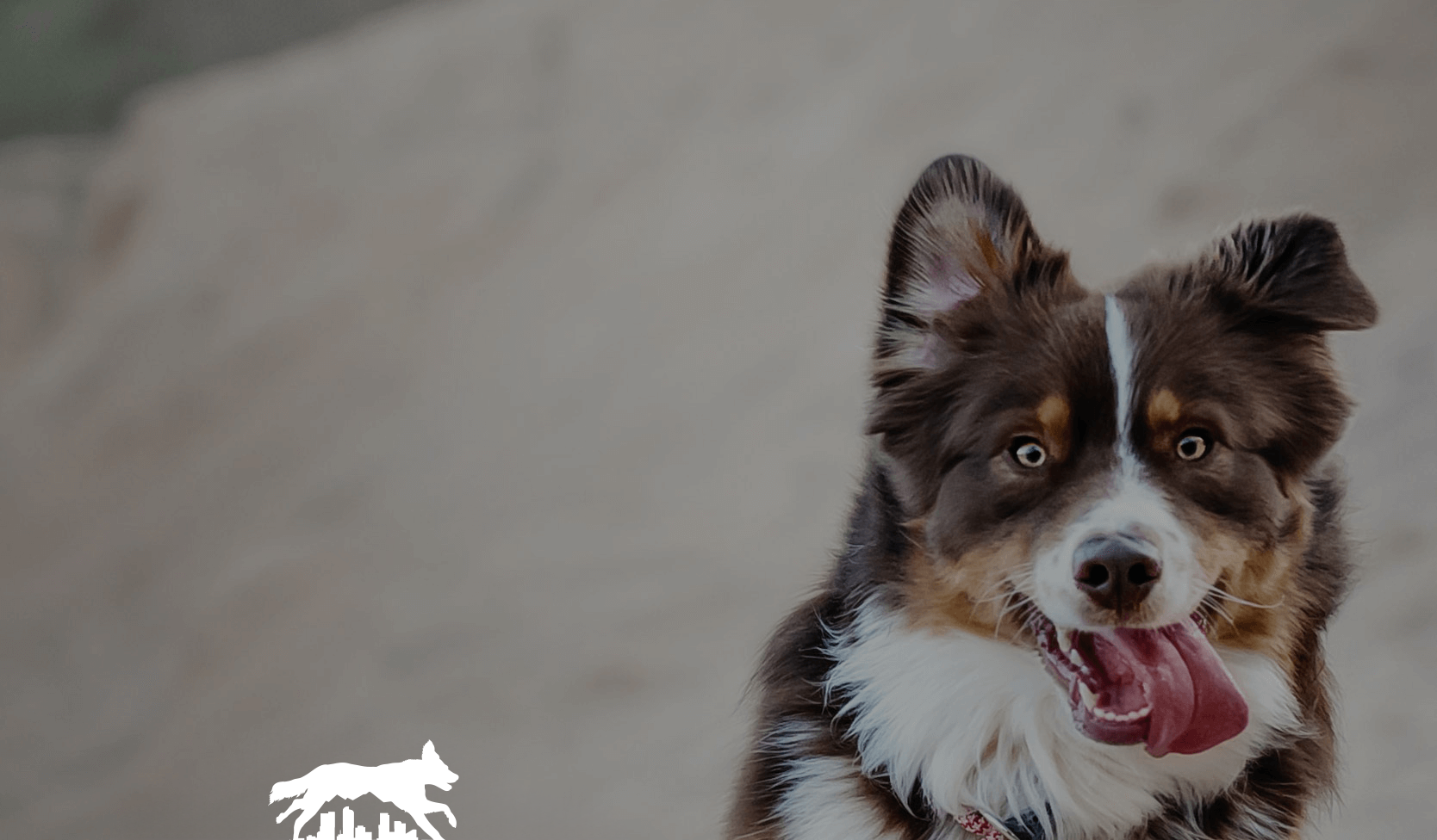 Brown and white Australian Shepherd dog with tongue out, outdoors.