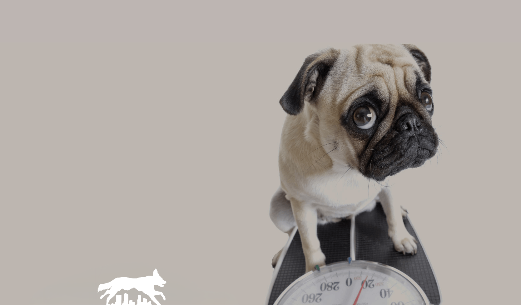 Pug on a scale, looking concerned. Neutral background.