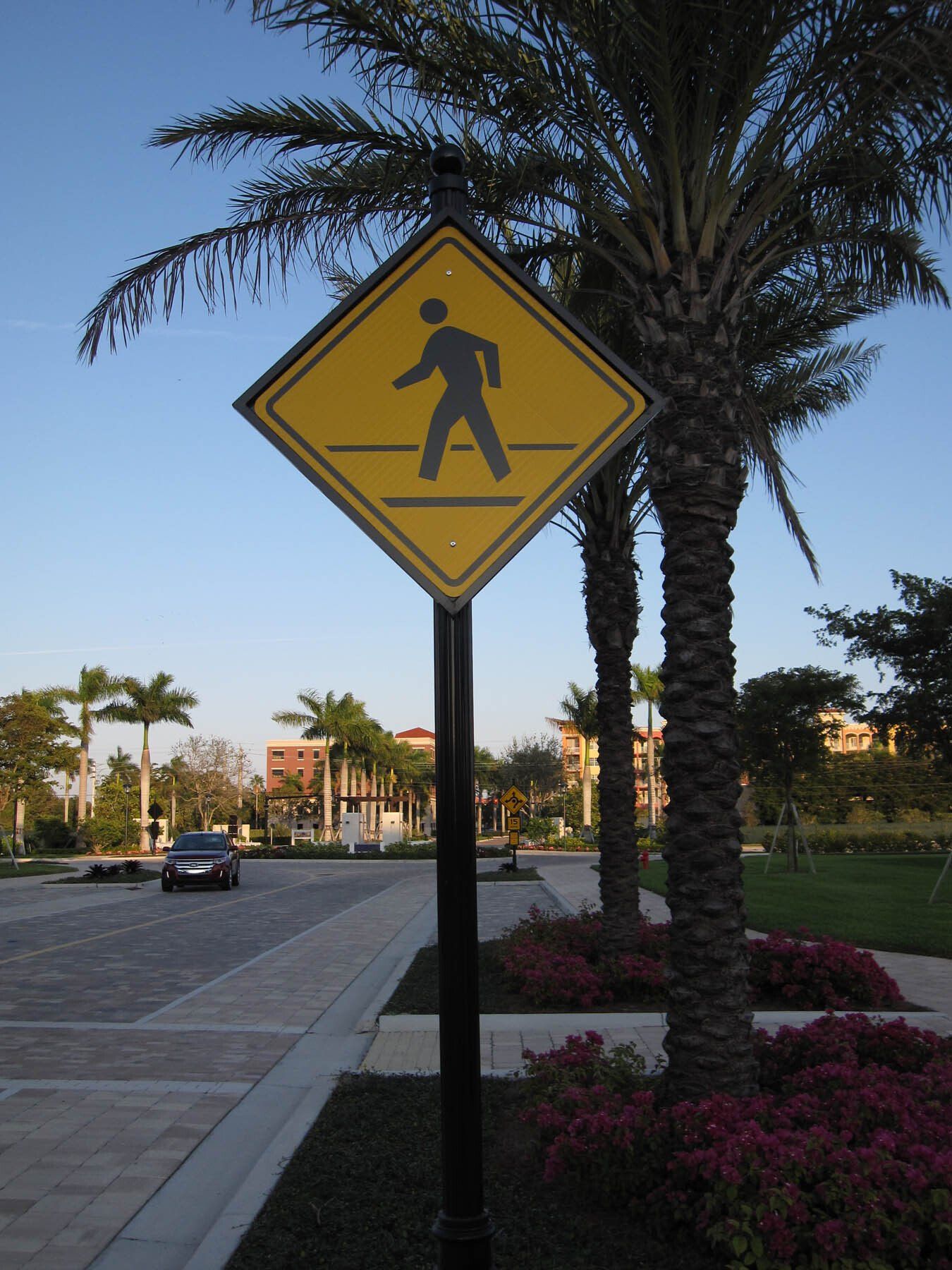 A pedestrian crossing sign with a palm tree in the background