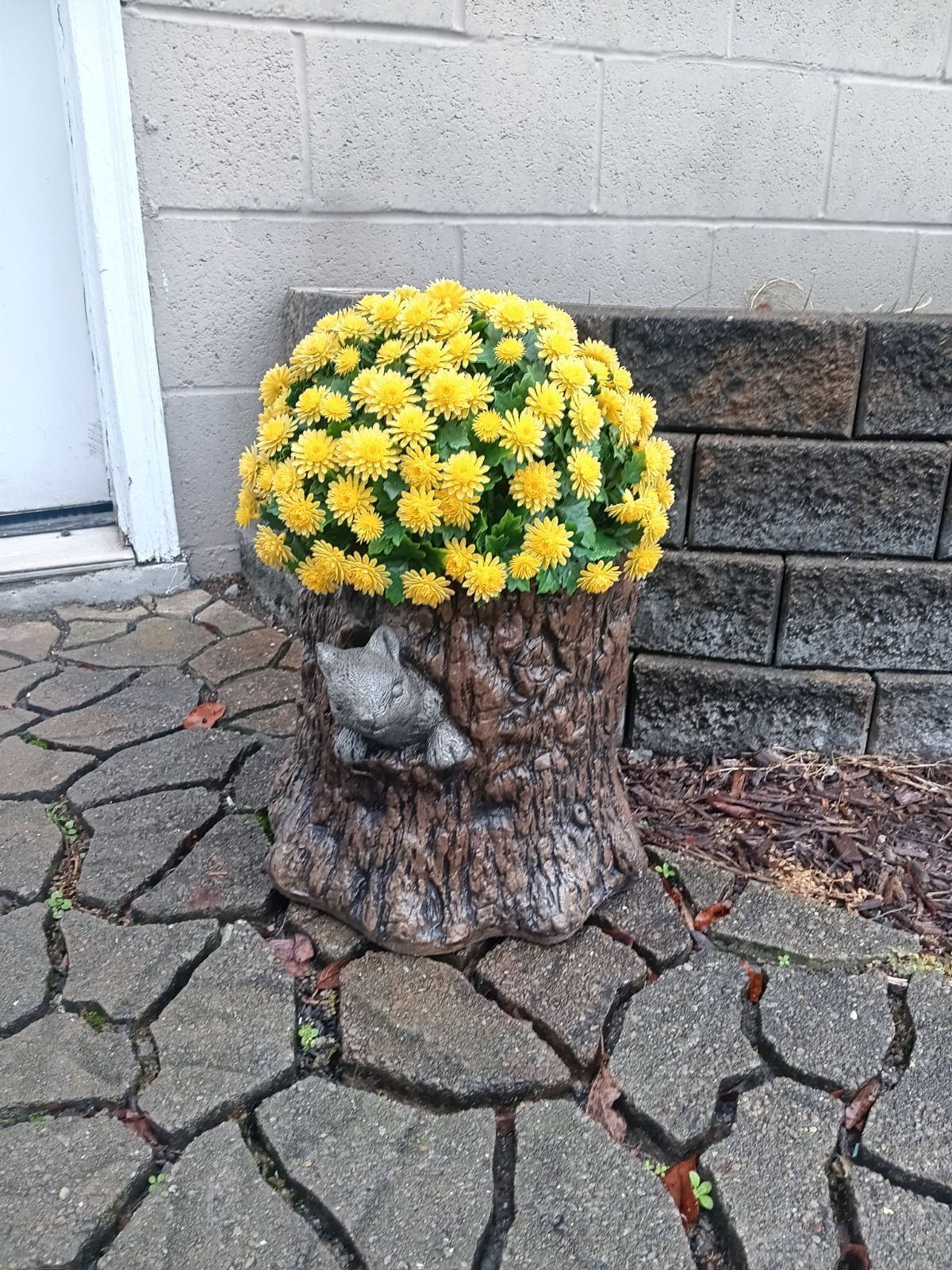 Yellow mums in a tree stump planter, on a stone patio.