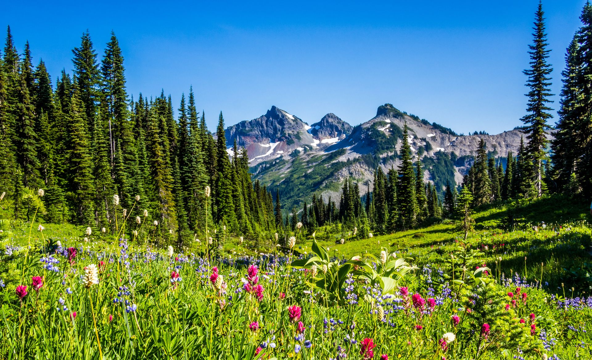 Lush green meadow filled with wildflowers, leading to a mountainous landscape and blue sky.