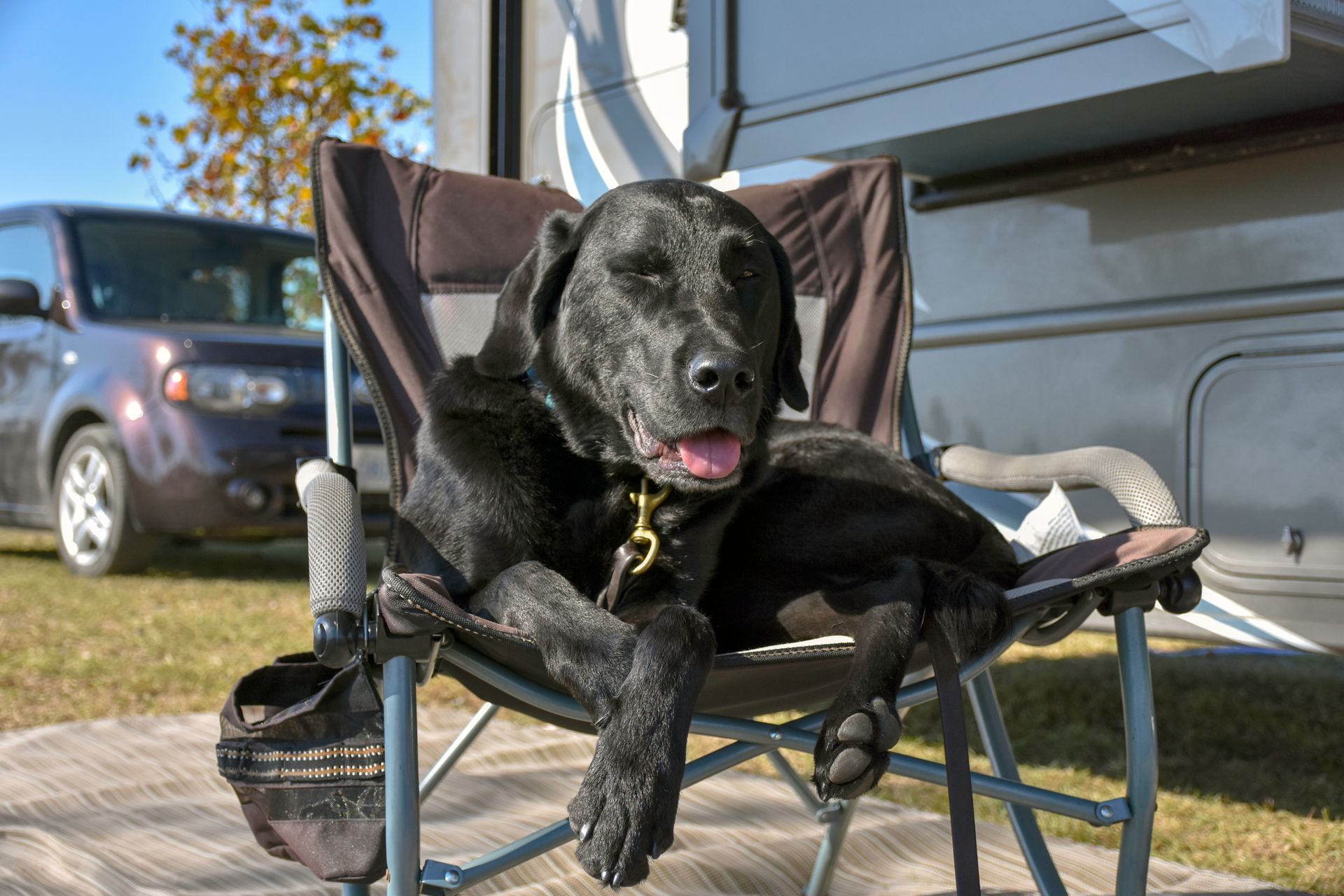 Black lab dog relaxing in camping chair near RV and car.