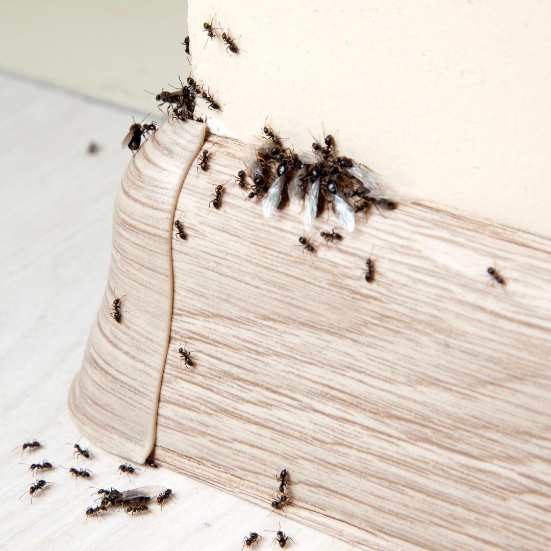 A bunch of ants are crawling on a piece of wood.