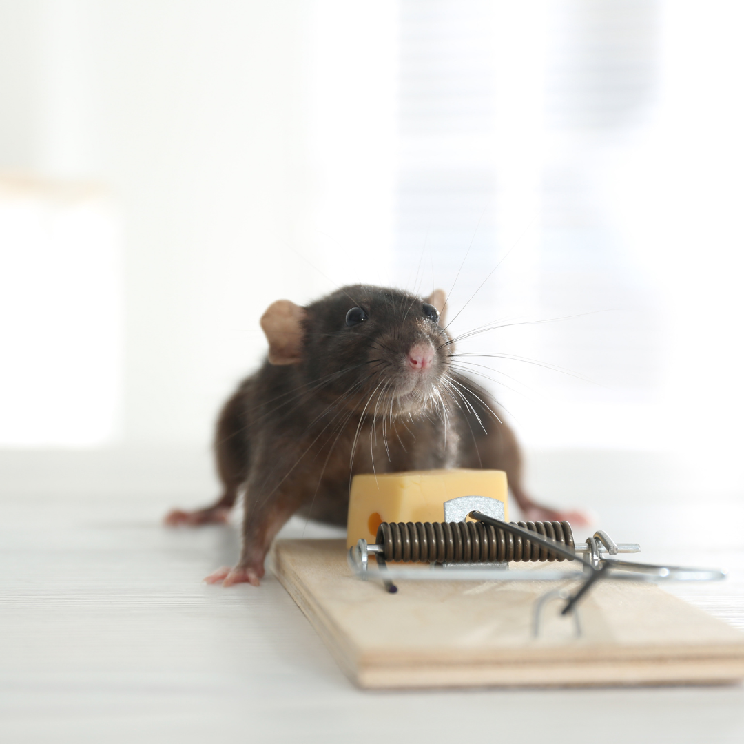 A mouse is sitting on top of a mouse trap