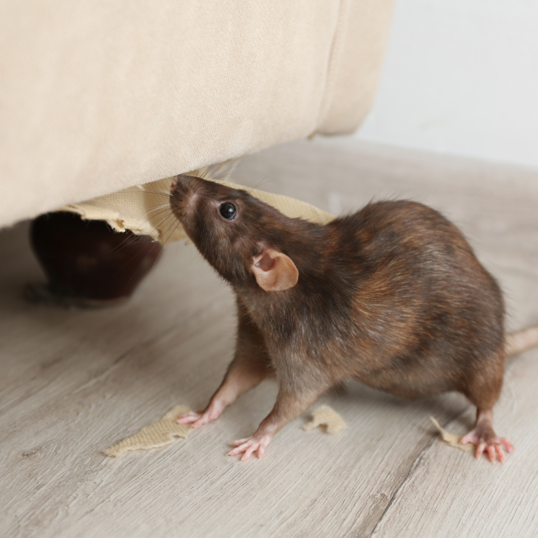 A brown rat is standing on a wooden floor under a couch.