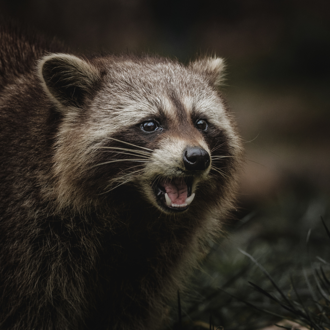 A raccoon is standing in the grass with its mouth open.