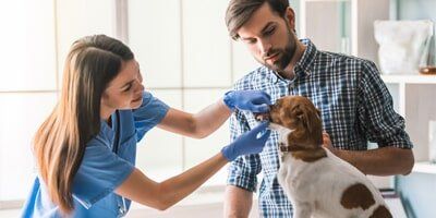 Animal Hospital Dog — While Having Physical Test in Evansville, IN