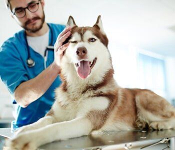Dog Boarding — Dog With Veterinarian in Evansville, IN