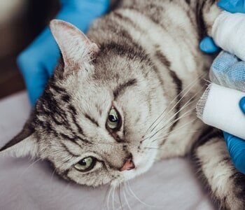 Cat Boarding — Giving Medication For Cat in Evansville, IN