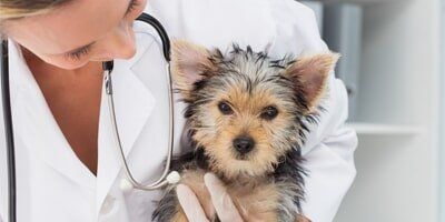 Hospital — Veterinarian Holding a Little Dog  in Evansville, IN