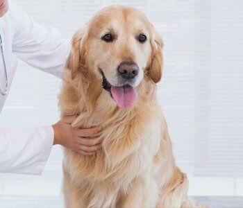 Dog Health — Brown Dog in The Clinic in Evansville, IN