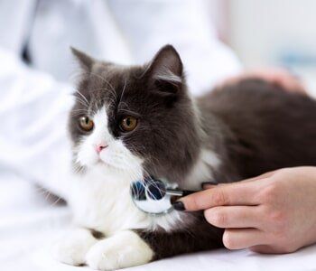 Cat Check-up — A Cat While Having Stethoscope in Evansville, IN