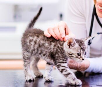 Pet Grooming — Cute Kitten While Having Some Grooming in Evansville, IN