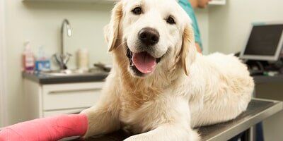 Dog Hospital — Dog After Taking Medication For Injury in Evansville, IN