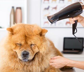 Veterinary Clinic —  Groomer Give Some Blower To Dog in Evansville, IN