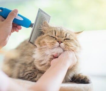 Pet Health Clinic  —  Cute Cat With Groomer in Evansville, IN