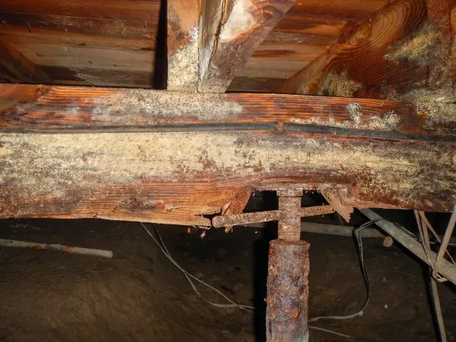 Severely damaged wooden beam in crawlspace, supported by rusty metal jack. Rot and mold evident.