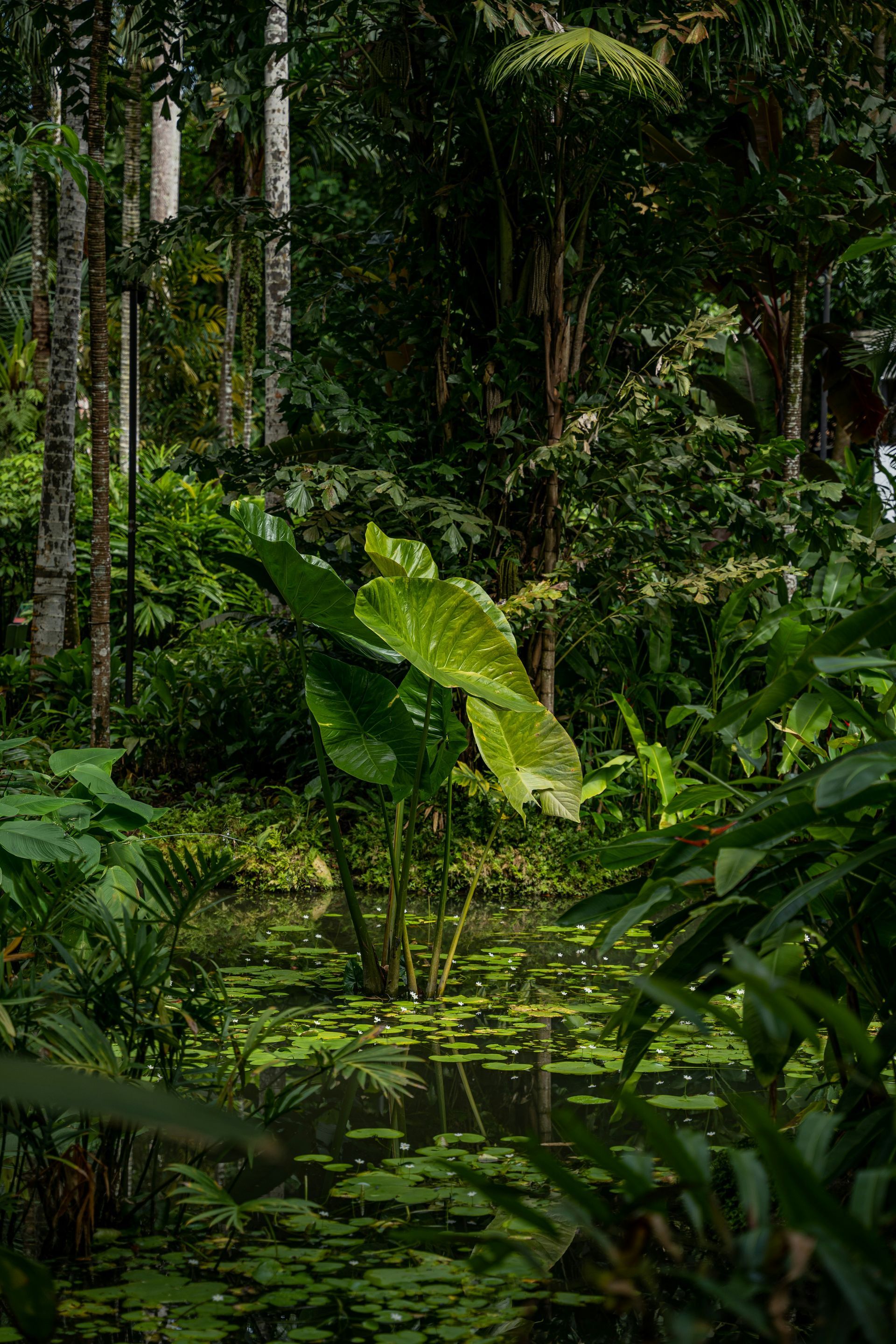 Lush green jungle scene with a pond featuring large lily pads and elephant ear plants.