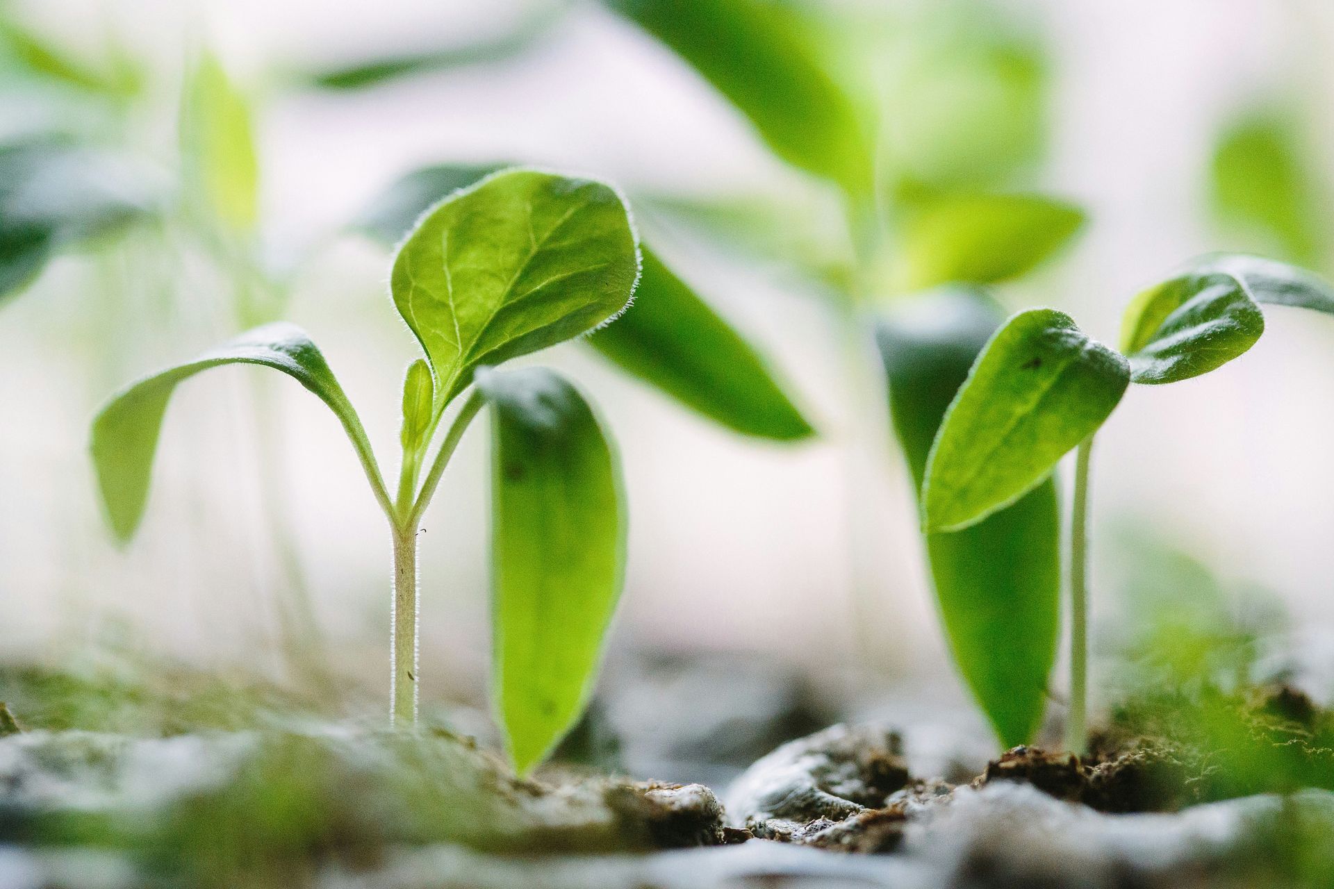 Young green seedlings sprouting from soil.