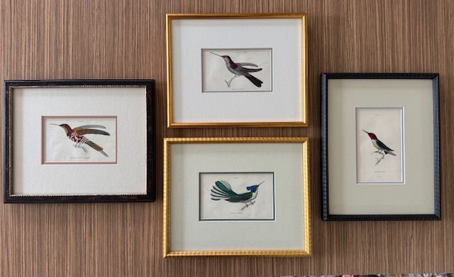 Four picture frames of birds side by side— Next Level Picture Framing In Ballina, NSW