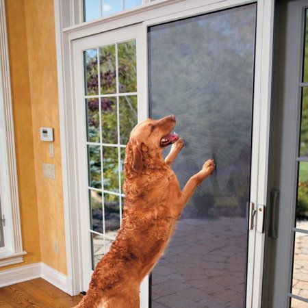 A dog is standing on its hind legs in front of a sliding glass door