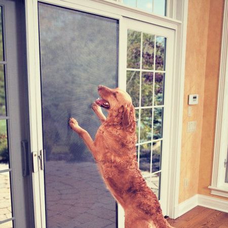 A dog is standing on its hind legs in front of a sliding glass door.