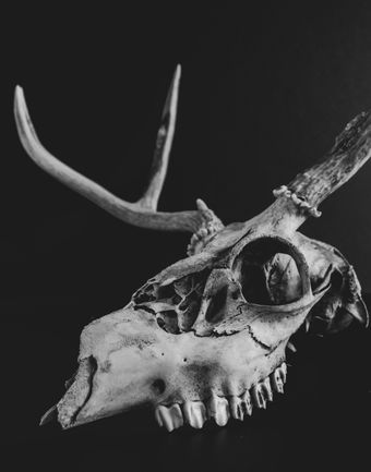 Black-and-white close-up of a deer skull with antlers against a dark background