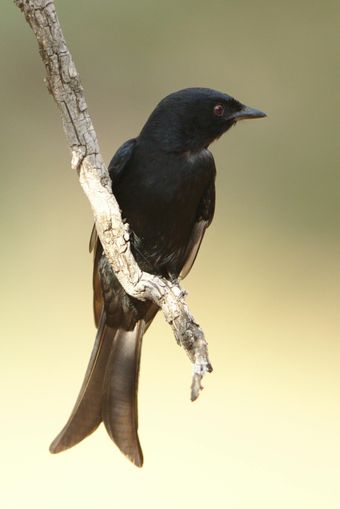 Black bird perched on a branch against a soft beige background