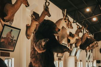 Mounted animal heads and a bear hide displayed on a wall in a rustic indoor gallery