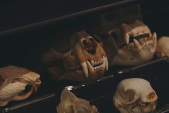 Skulls of small mammals displayed in a dark museum case under warm lighting