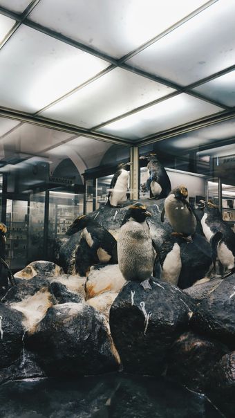 Penguins and seabirds gathered on rocky ground inside a glass-roofed enclosure