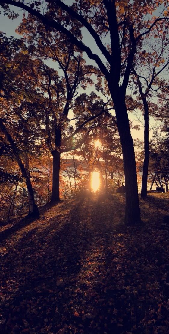 Lot Clearing — South Haven, MN — Norgren Tree Service Inc