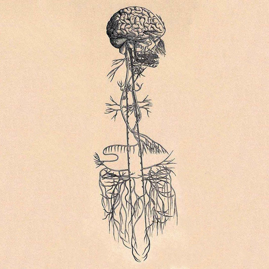 Afbeelding langste menselijke zenuw-vagus nerve