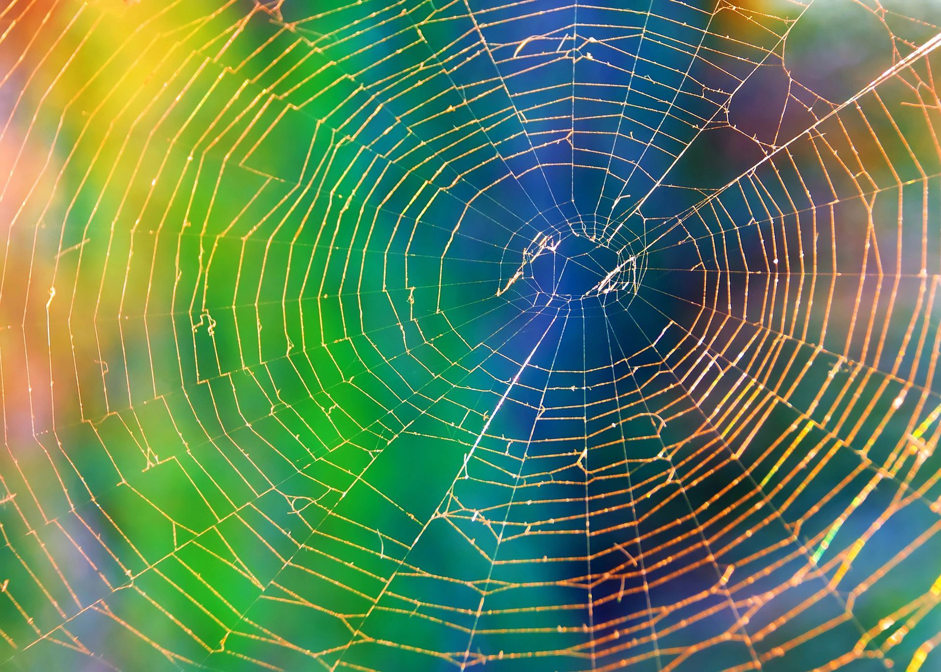 Rainbow colored spider web