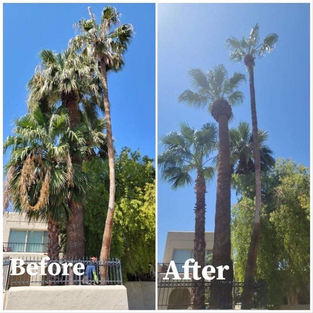 A before and after photo of palm trees