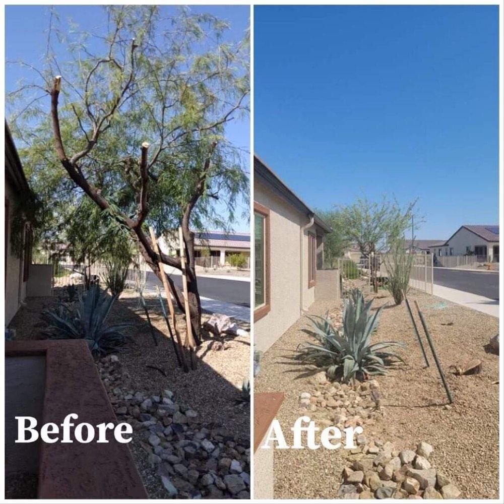 A before and after picture of a tree in a yard