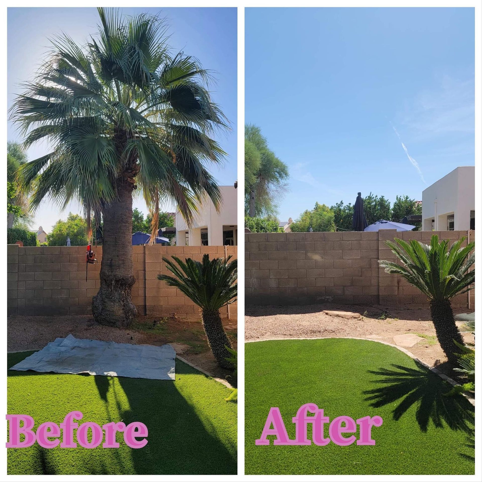 A before and after picture of a palm tree in a backyard.