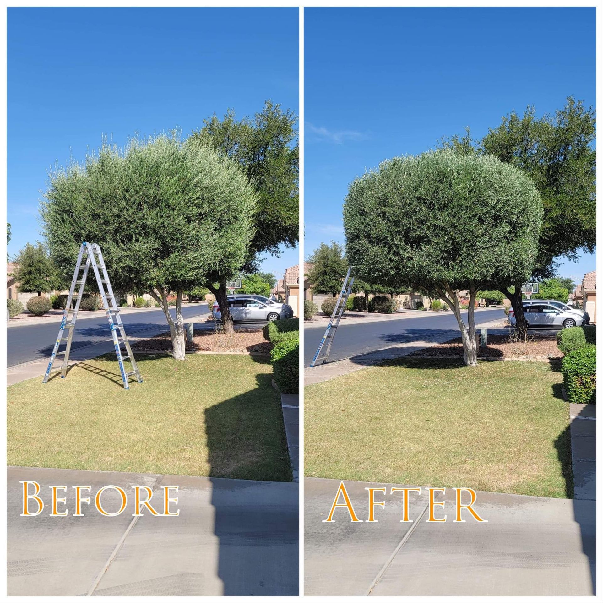 A before and after picture of a tree being trimmed